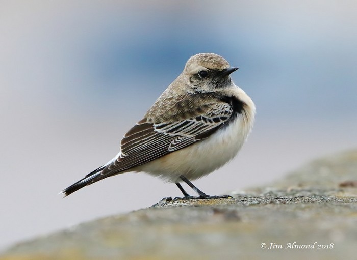 Pied Wheatear