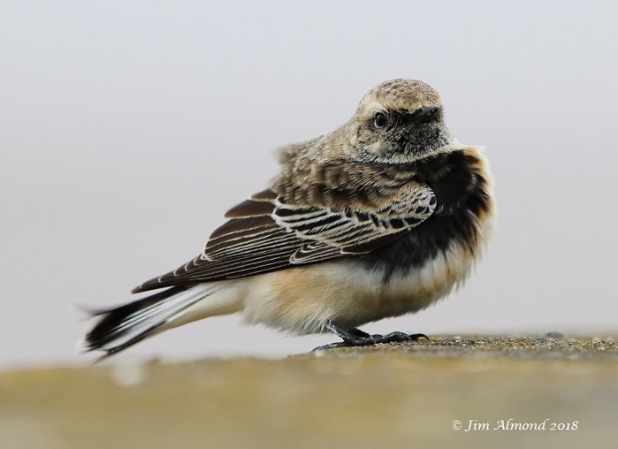 Pied Wheatear