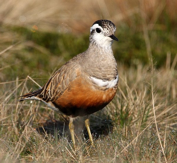 Dotterel