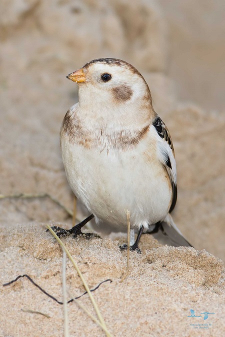 Snow Bunting
