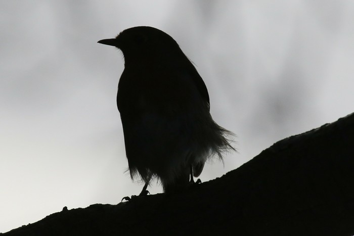 Robin