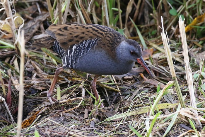 Water Rail