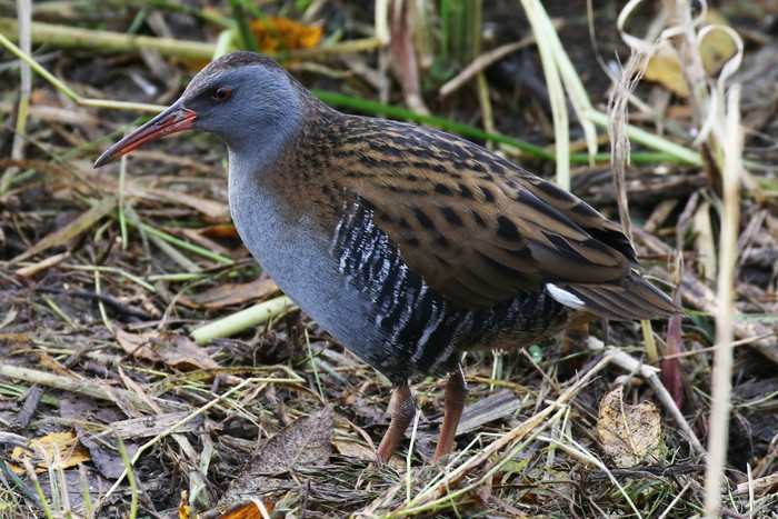 Water Rail