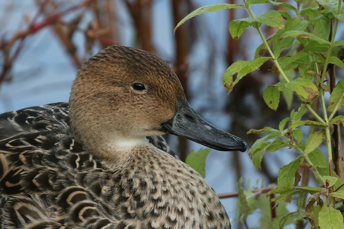 Pintail