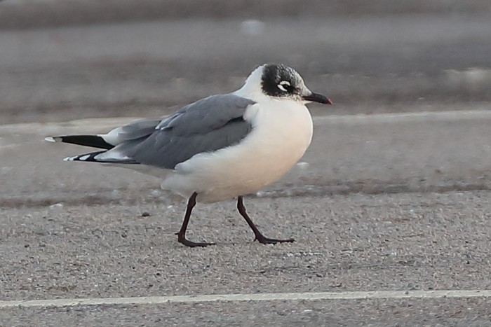 Franklin's Gull