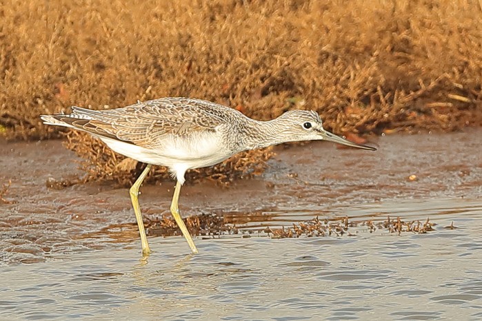 Greenshank