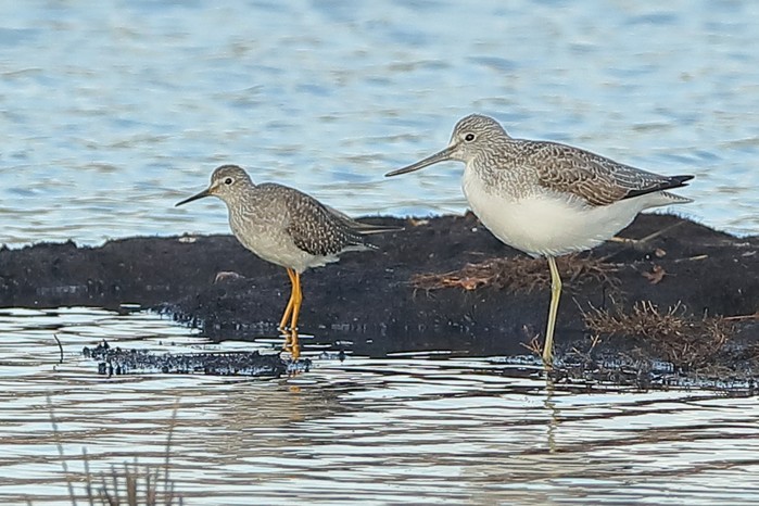 Greenshank
