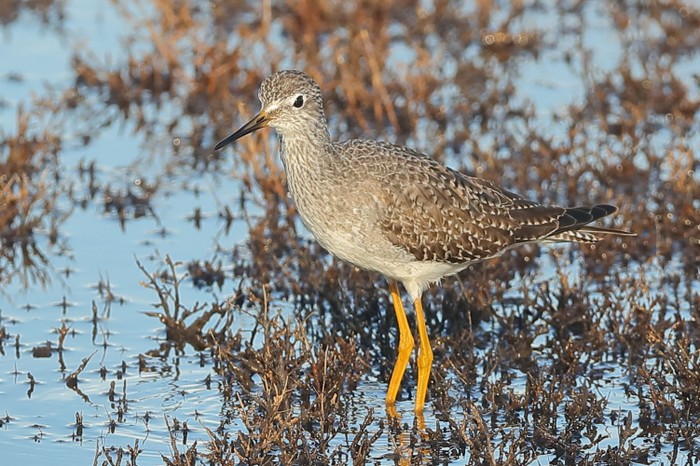 Lesser Yellowlegs