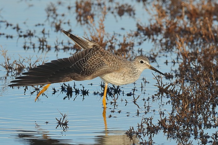 Lesser Yellowlegs
