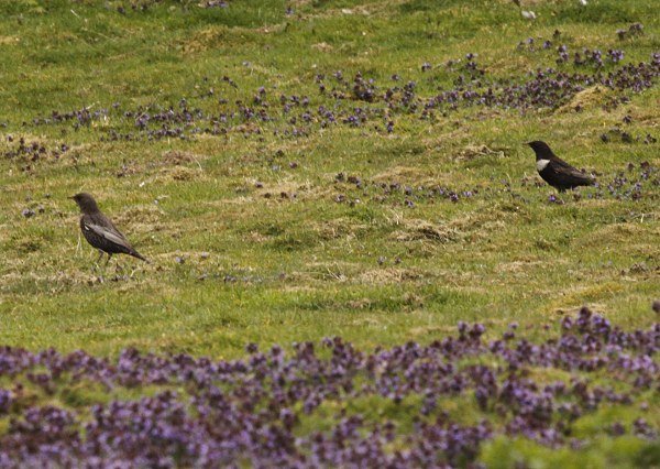 Ring Ouzel