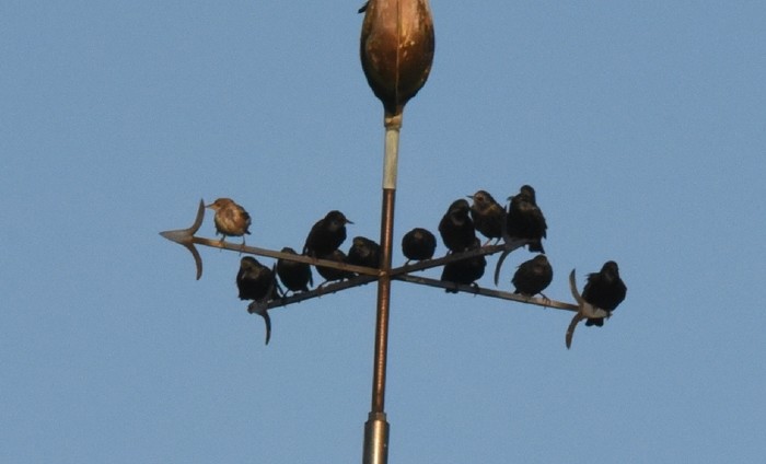 Rose-coloured Starling