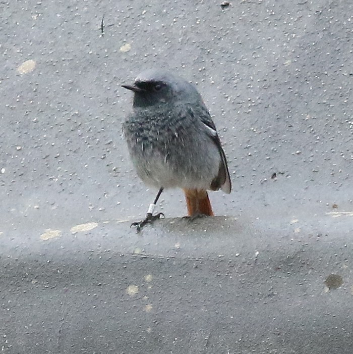 Black Redstart