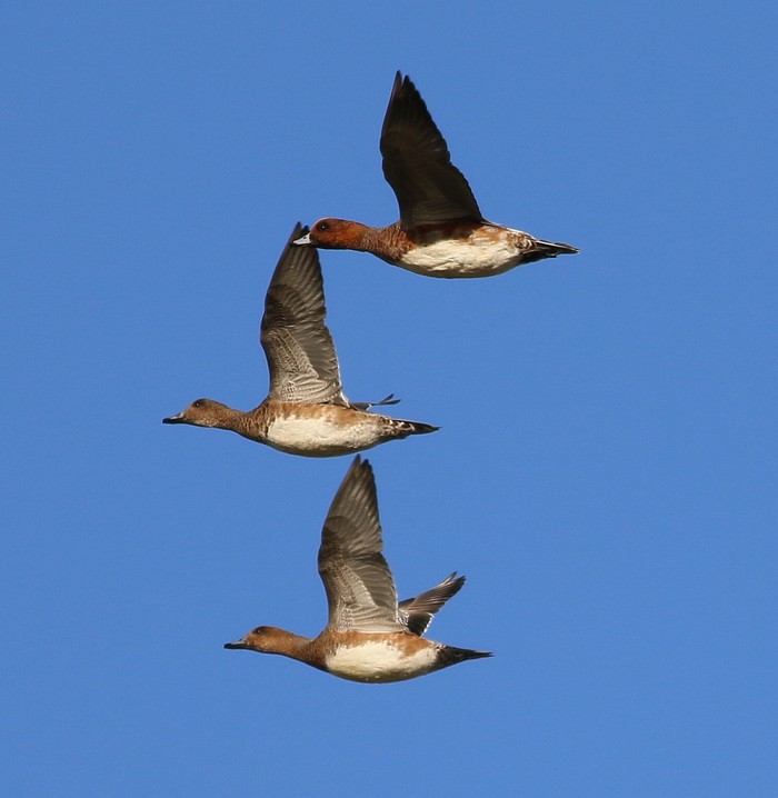 Wigeon