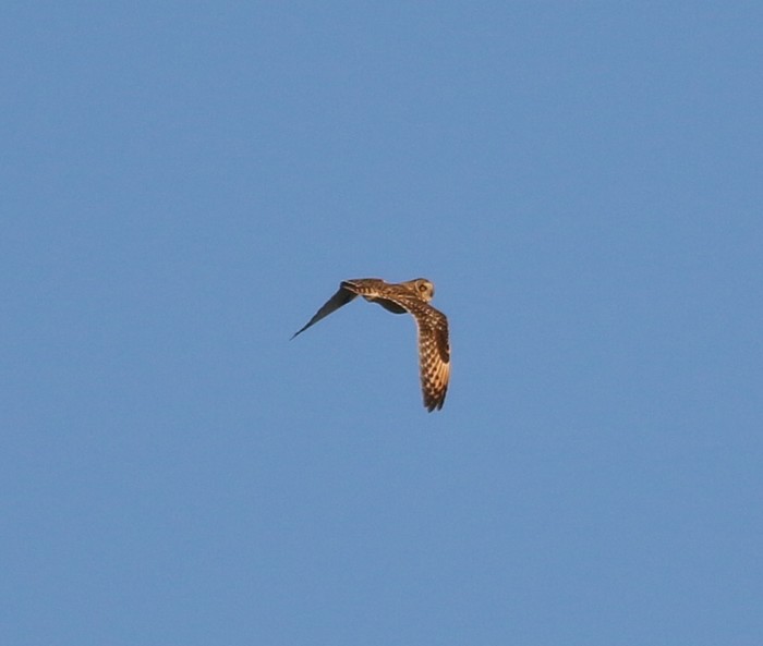 Short-eared Owl