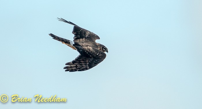Hen Harrier