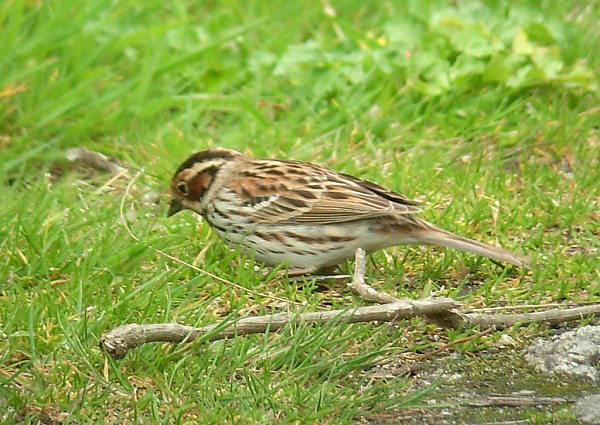 Little Bunting
