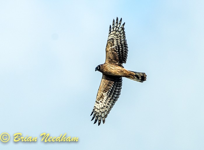 Hen Harrier