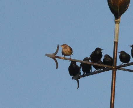 Rose-coloured Starling