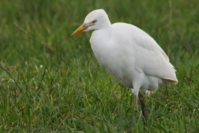 Cattle Egret