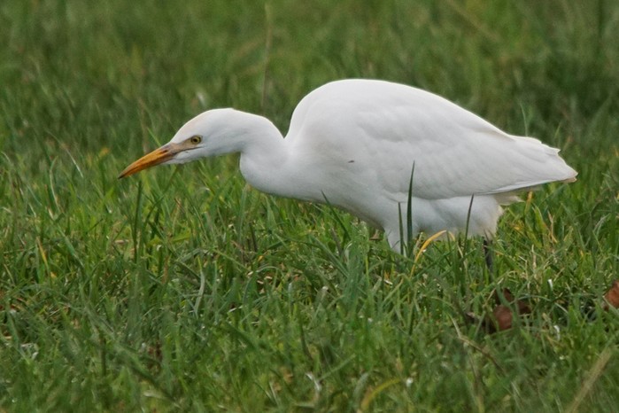 Cattle Egret
