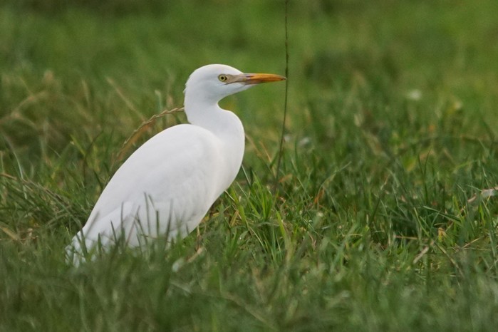 Cattle Egret