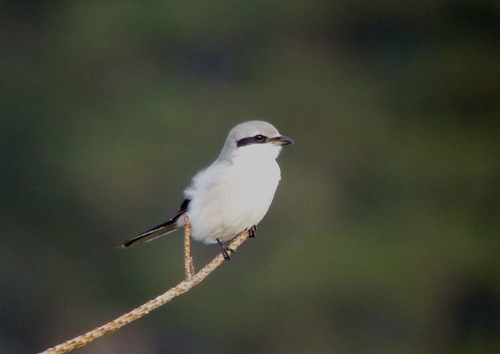Great Grey Shrike