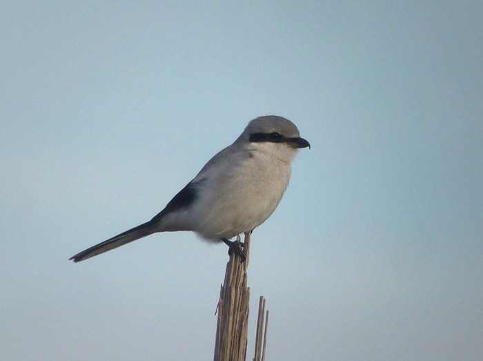 Great Grey Shrike