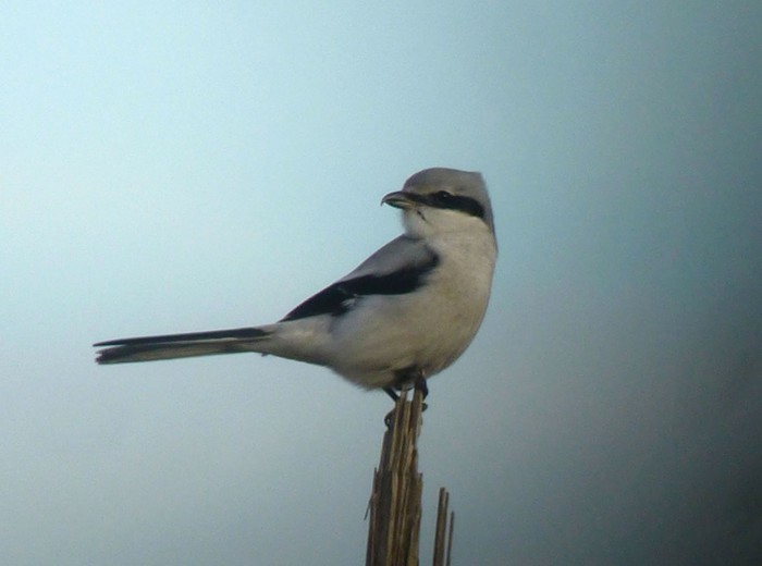 Great Grey Shrike