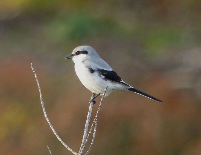 Great Grey Shrike