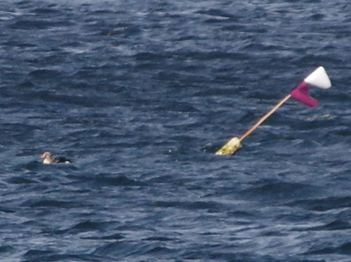 King Eider