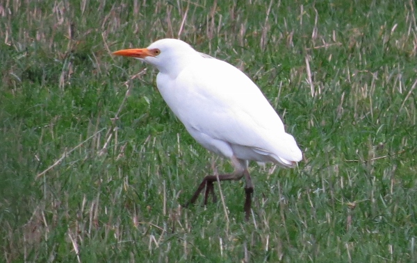 Cattle Egret