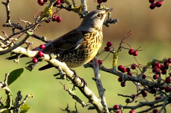 Fieldfare