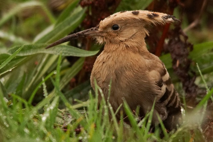 Hoopoe