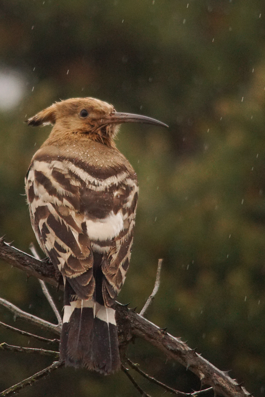 Hoopoe