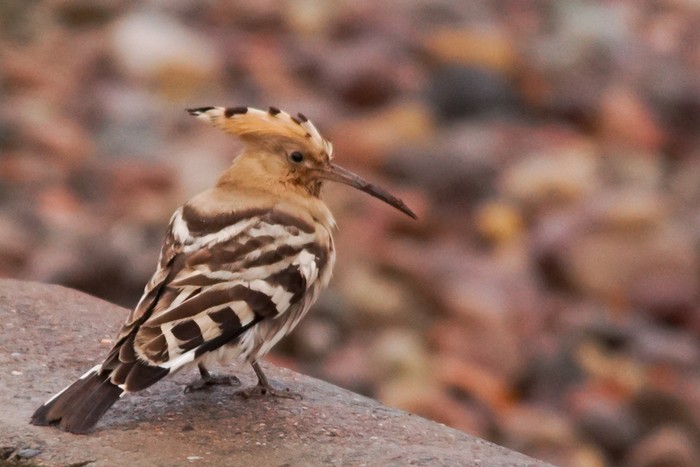 Hoopoe