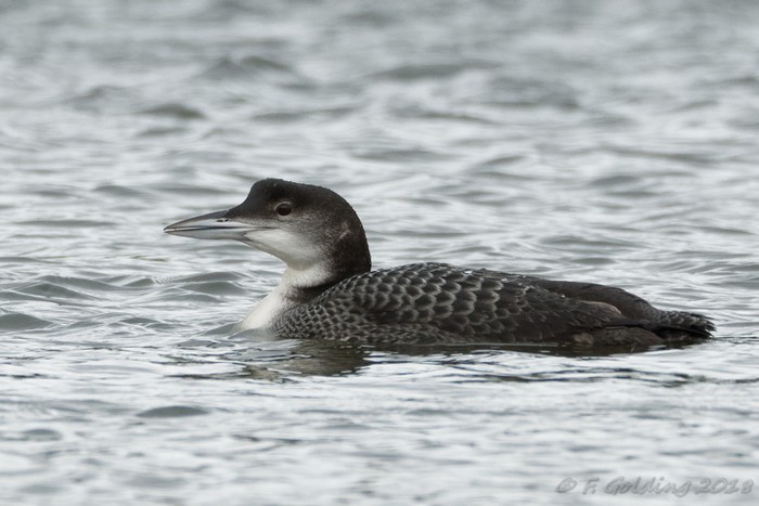 Great Northern Diver
