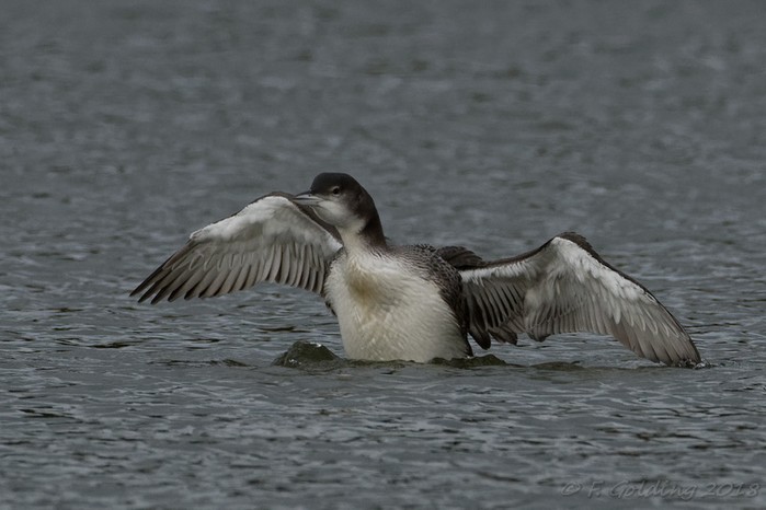 Great Northern Diver