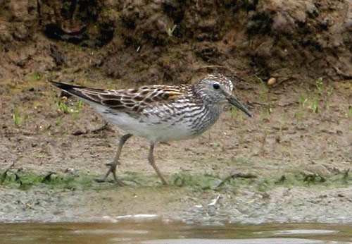 White-rumped Sandpiper