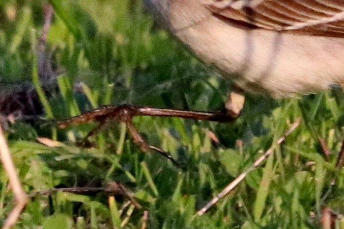 Eastern Yellow Wagtail
