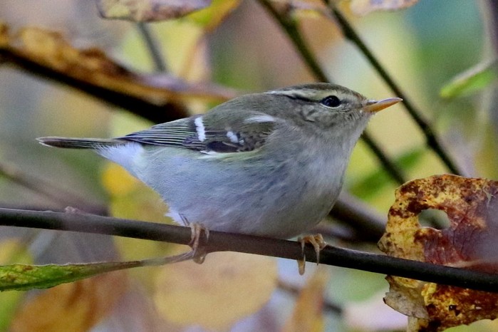 Yellow-browed Warbler