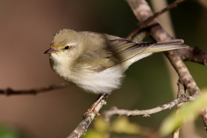 Northern Willow Warbler