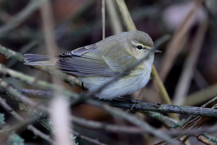 Siberian Chiffchaff