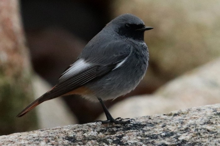 Black Redstart