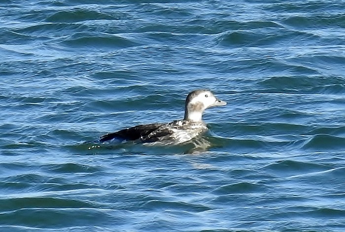 Long-tailed Duck