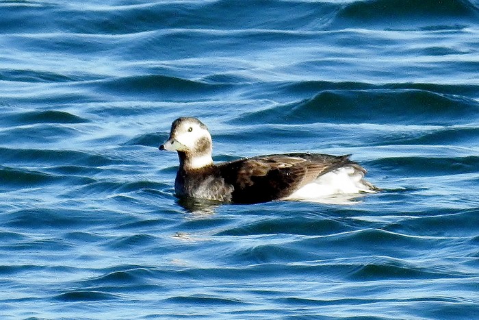 Long-tailed Duck
