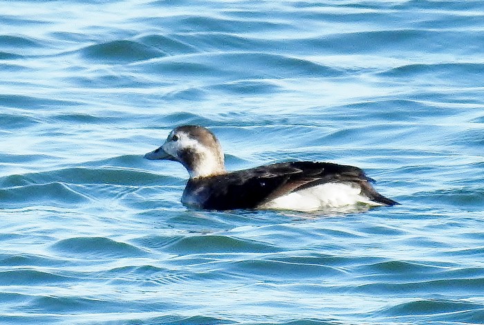 Long-tailed Duck