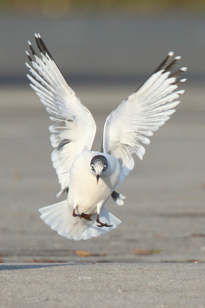 Franklin's Gull