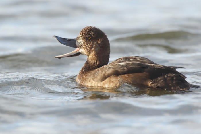 Scaup