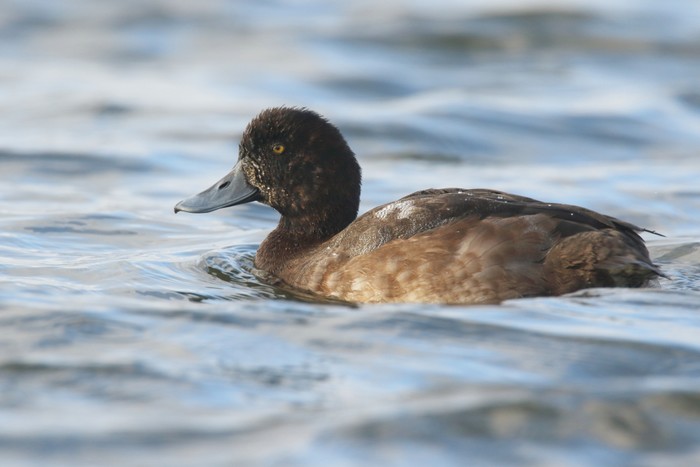 Scaup