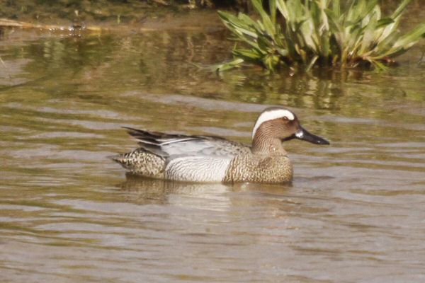 Garganey